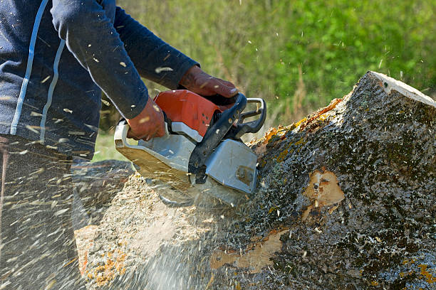 Best Emergency Tree Removal  in Mineola, TX